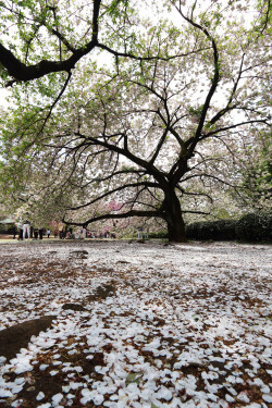 r2–d2: 散り桜