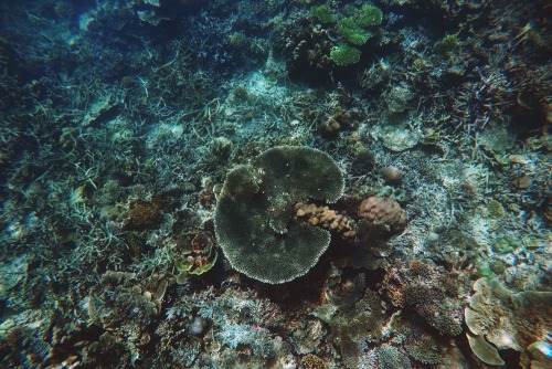 boybehindthelens:Underwater treasures.Pulau SapiSabah, Malaysia