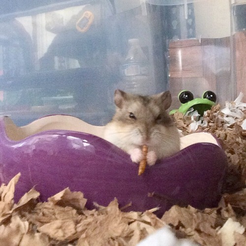 elinshamstercare:shotgunkristin:Neville enjoying a dried mealworm.He looks so angrily content?? ❤️