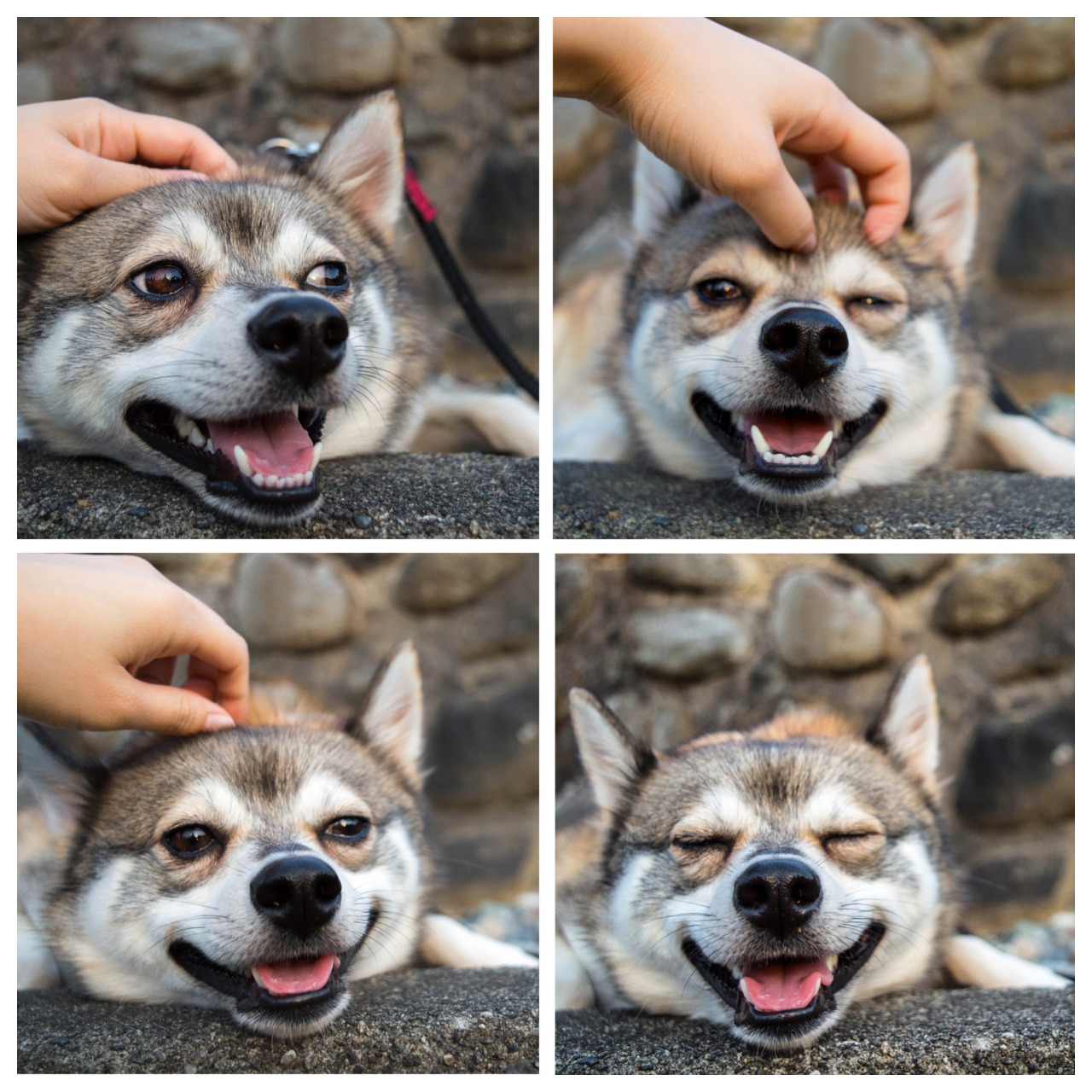 wittle-cutie:  funnycatsndogs:  I like head scratches via /r/aww http://ift.tt/1KkCFgA