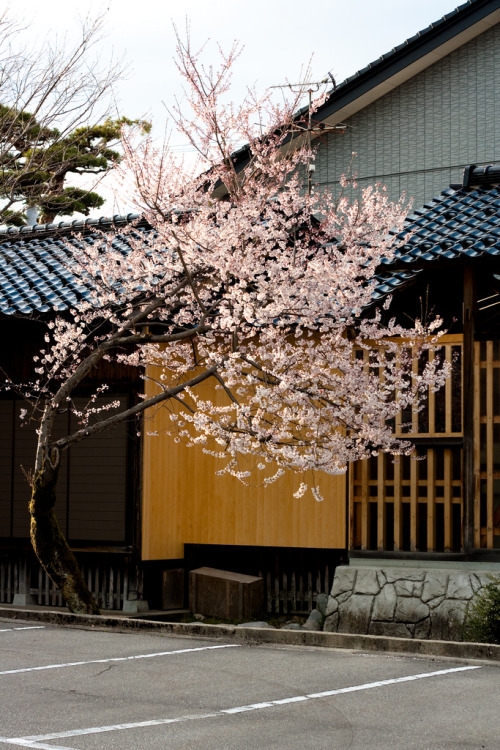 Stately Sakura Tree This is a sakura tree at the back of Nishino Jinja. It&rsquo;s an elegant shape,