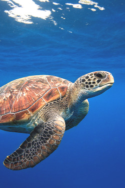 lmmortalgod:  Green Sea Turtle - Thailand