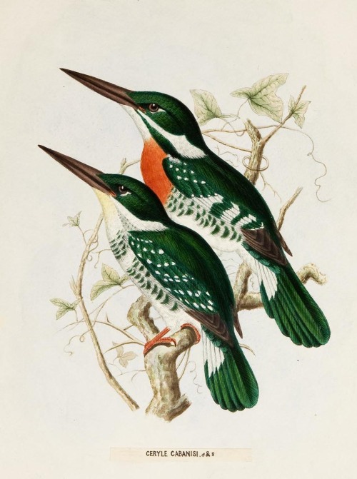 A monograph of the Alcedinidae: or, family of Kingfishers by an English zoologist Richard Bowdler Sh