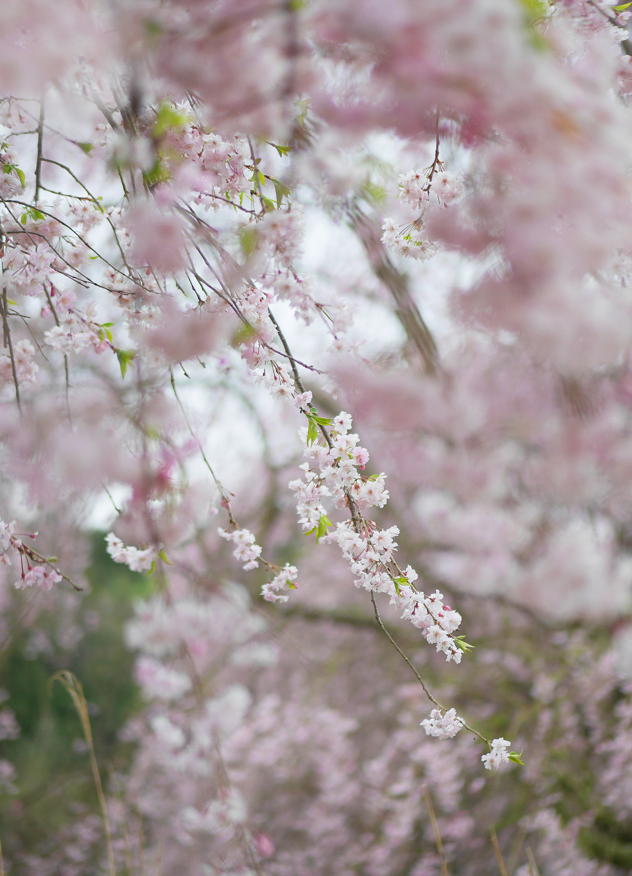 gdmtblr:The Breath of SpringWeeping cherry porn pictures