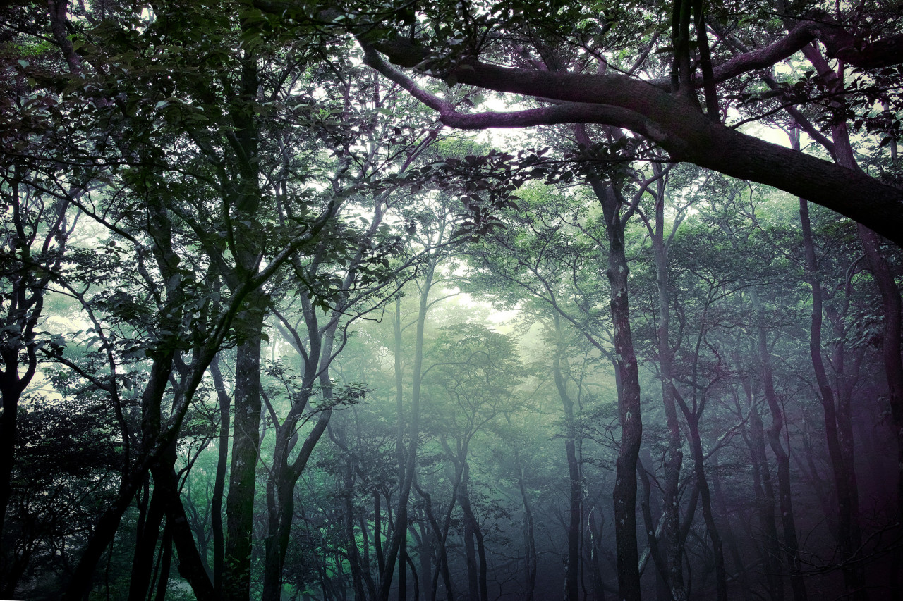 Words from the World Tree