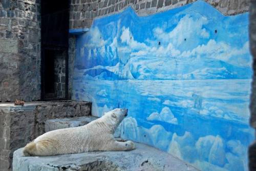 adviceforvegans:
“ Arturo lives in the blistering sun of Argentina. A naturally Arctic animal spends his days living in 104 degrees Fahrenheit (40 degrees Celsius) of nothing but heat.
If this upsets you as much as it upsets me, please consider...