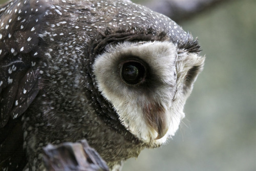 is-the-owl-vid-cute:tiddythicks: ainawgsd:  Tyto tenebricosa, the greater sooty owl, is a medium to 