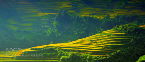 Terraced fields in Mu Cang Chai by khoitran