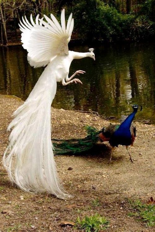 sixpenceee:This is a peacock with albinism.