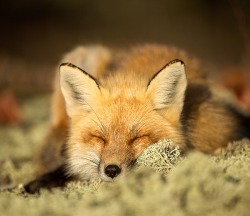 Beautiful-Wildlife:  Sleeping Beauty By Hisham Atallah 
