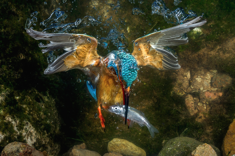 nubbsgalore:  kingfishers, who need to consume their own bodyweight in food each