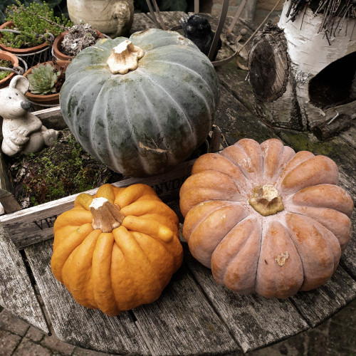 “Having the best day with my pumpkins.” @autumns-coziness