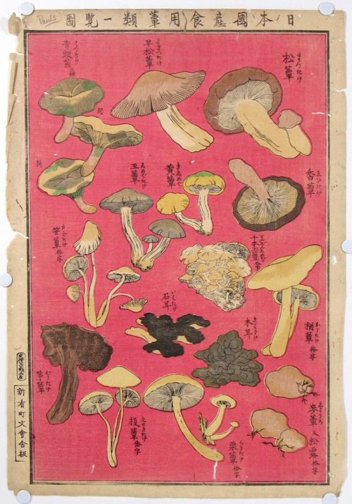 Porn photo huariqueje: Chart of Edible Japanese Mushroom