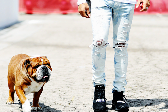 dearsenna:  Roscoe Hamilton having a walk in Barcelona