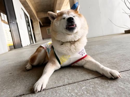 * After the 8km walk. She really got exhausted . . よく歩いて、よく寝てたね。 #shiba#shibainu#glaucomadog#dogis