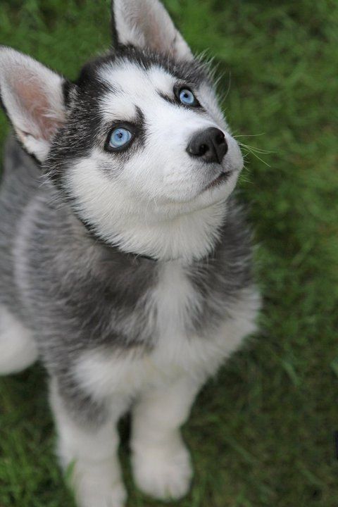 aww-so-pretty:  husky lover