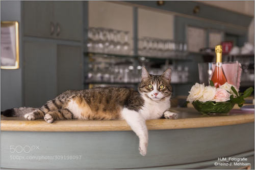 Italienischer Barkeeper / Italian Bartender by HJM_Fotografie