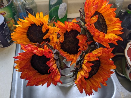 I had a bad week so I bought some sunflowers porn pictures