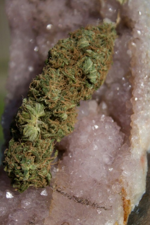 stonedlilsunflower:Crystals &amp; Nugs