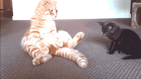 togifs:   