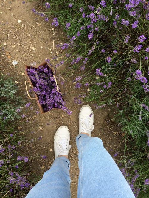 berry-bub:lavender picking today !! :^)