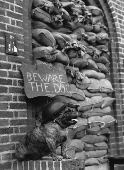 Guard dog on the lookout for Germans during the Battle of Britain, World War II.