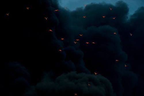 Fire reflected on birds in smoke; fire at Moerdijk, the Netherlands by Coen Robben