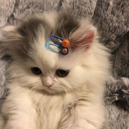Cute Kittens..