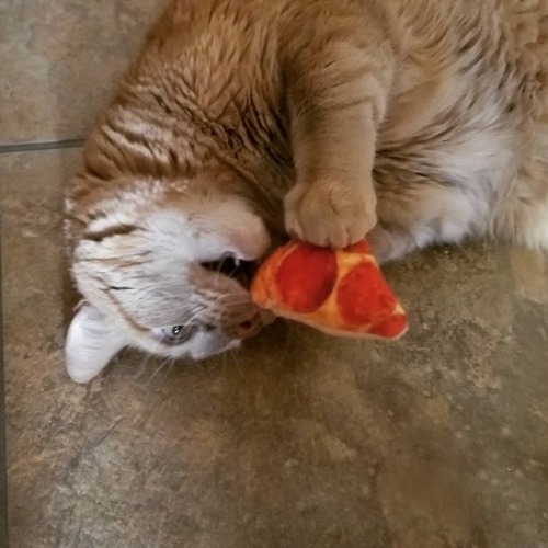 These two boys stole a piece of pizza off the counter so I bought them their own.  . . . . . #ishoul