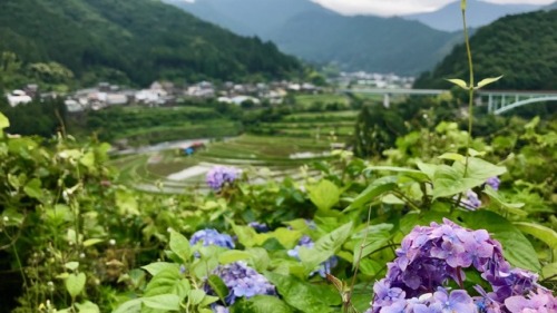 ricefield