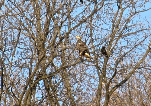Not a good picture, but I was amazed to see a bald eagle in the woods three blocks from my house. Th