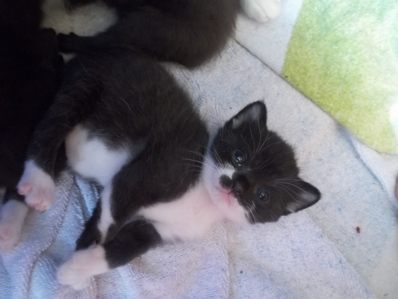 thecutecannibal:  Have some pictures of cats I own/used to own. &lt;3 