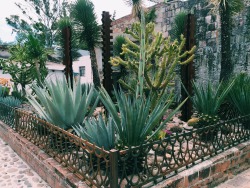 here-and-nowww: San Miguel de Allende; La Aurora 