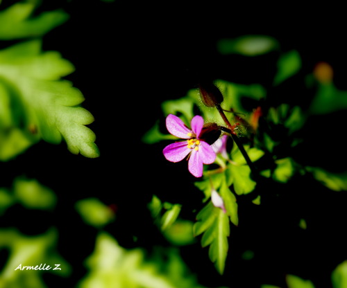 Mini fleurs trop meugnonnes :p