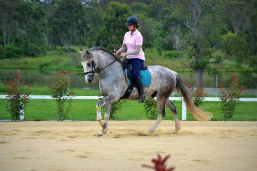 all-the-horses: Blue Blood Cielo Andalusian Cross, Gelding Born 2008