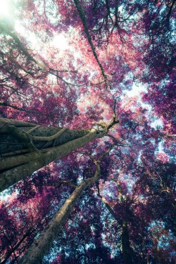 0rient-express:  Pink Tree | by Chanarthip Siriviriyapoon. 