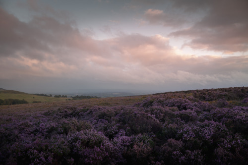 ardley: Golden Hour meets Purple - The Quantock Hills, Somerset Photographed by Freddie Ardley 