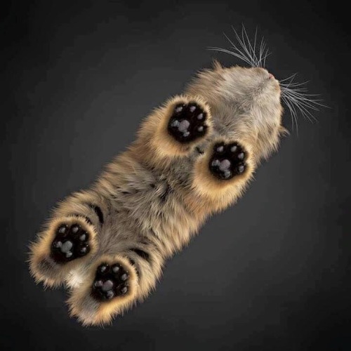 online-cats:My pals paws from a different perspective.