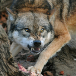 elegantwolves:  by Frank-Uwe Andre  