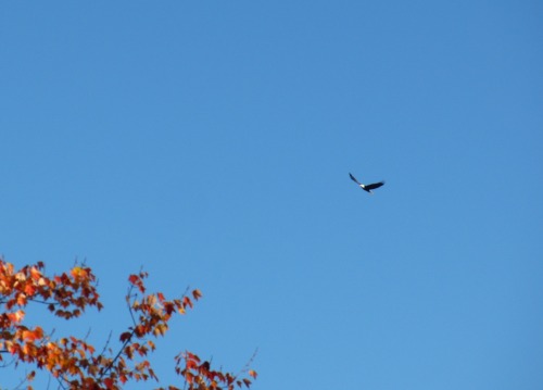 You can hardly see it above the mountain in the top picture, but there was a bald eagle soaring over