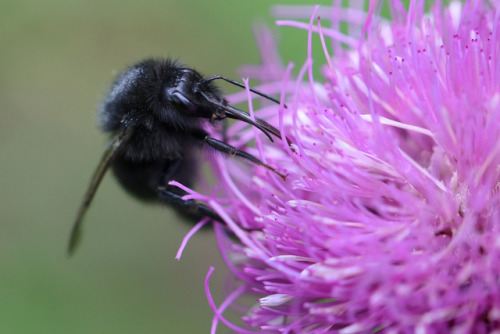 Melanistic (all-black) garden bumblebee/melanistisk trädgårdshumla.