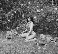 retrogasm:When Bunny Yeager took these images of Bettie with cheetah’s Bettie was quite scared.  It did not show in the photos. The trainer was close by in case they took off, and at a top speed of 55 mph, they would have been difficult to catch.