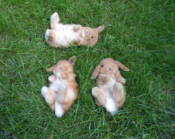 awwww-cute:  Three baby bunnies watching the sky together 