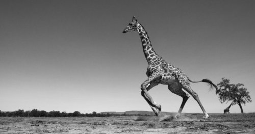 bobbycaputo:  Black and White Photos of the Wildlife in ‘The Mara’ in Kenya by  Anup Shah  