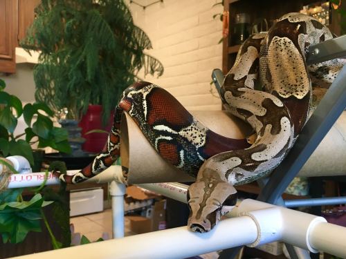 songofsaraneth:showing off her reds ❤️️happy world snake day :)