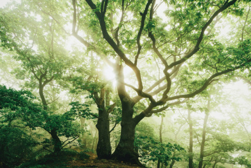 drxgonfly:The Secret Beauty of Trees (by Kilian Schönberger)
