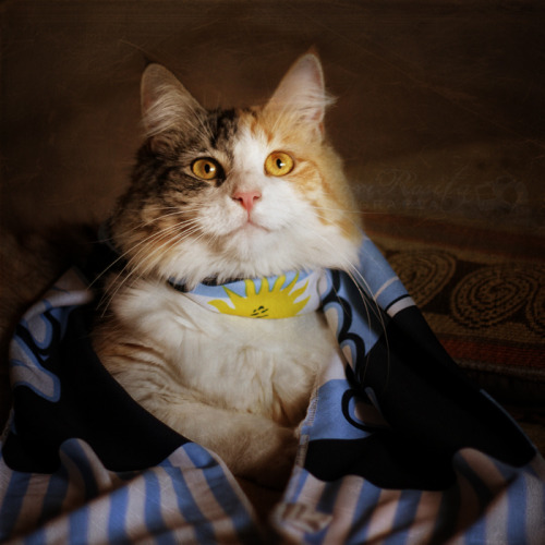 I pause from mustache cats to congratulate my Argentinian followers. #worldcup (by RoxiRosita)