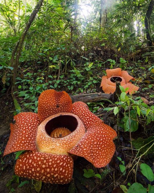 amnhnyc: The largest flower in the world, the stinking corpse lily (Rafflesia arnoldi), may look bea