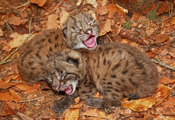 tulipnight:  Lynx Cubs in the Nest by Miha Krofel 