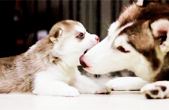 doctaaaaaaaaaaaaaaaaaaaaaaa:  MOMMY HUSKY PLAYING WITH HER BABY GOODBYE FRIENDS 